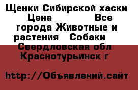 Щенки Сибирской хаски › Цена ­ 18 000 - Все города Животные и растения » Собаки   . Свердловская обл.,Краснотурьинск г.